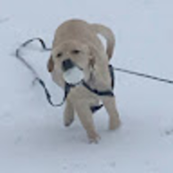 Meet your Posher, Anna - Picture 1 of 1